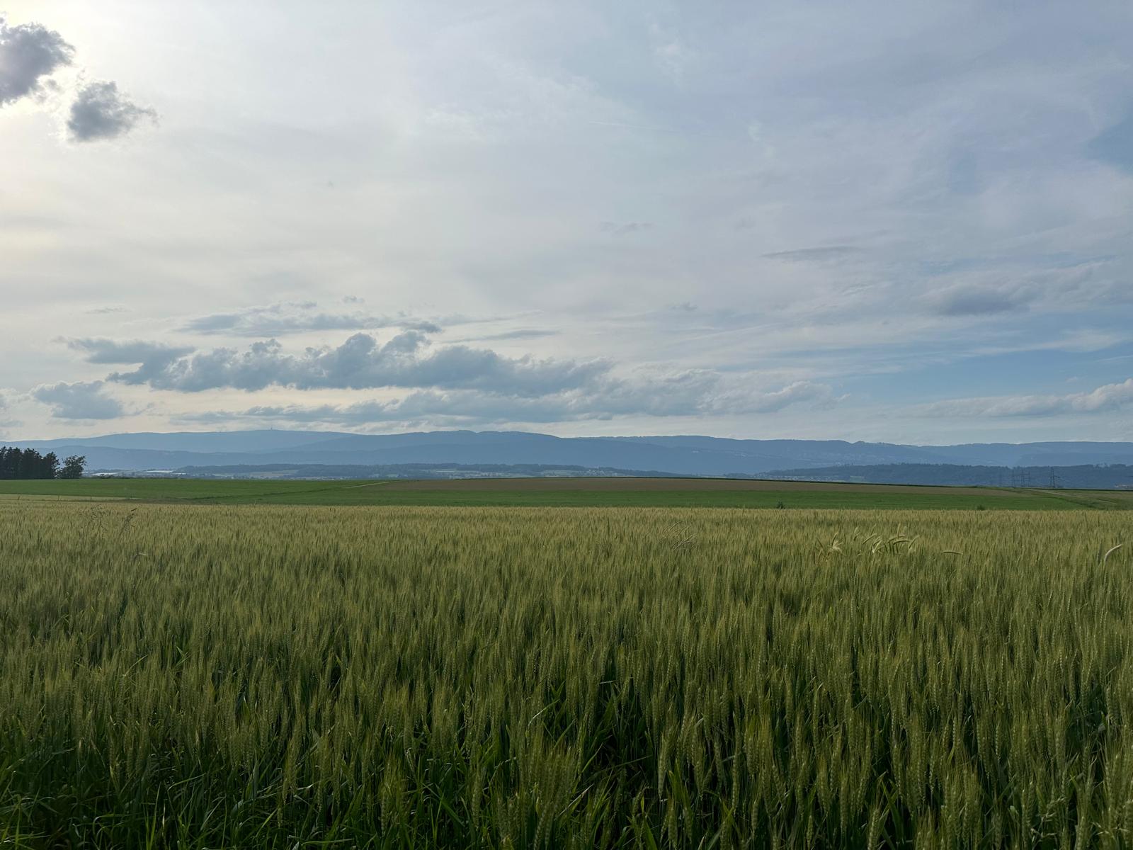 Felder des Brunner Eichhofs